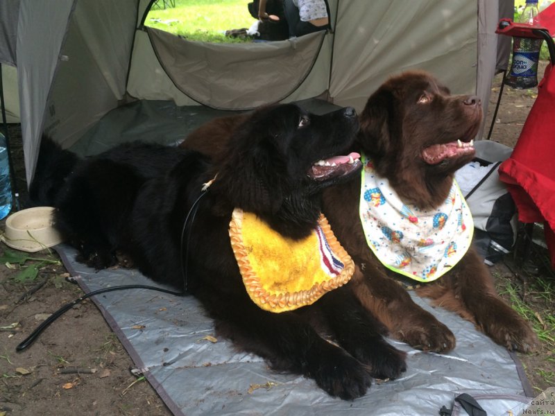 Фото: ньюфаундленд Eto Schast'e s Berega Dona (Это Счастье с Берега Дона), ньюфаундленд Ocharovashka s Berega Dona (Очаровашка с Берега Дона)