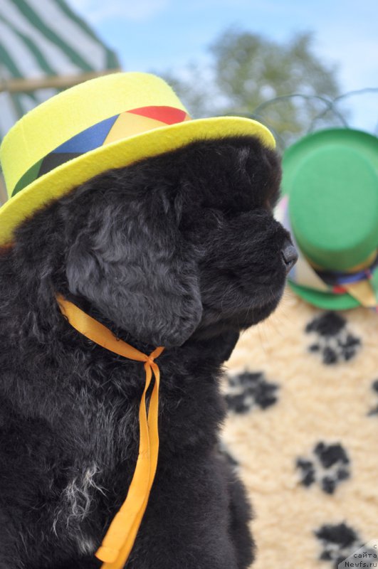 Фотография № 158502