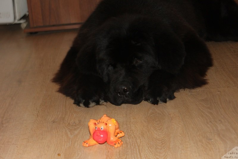 Фото: ньюфаундленд Super Bizon Liliman (Супер Бизон Лилимэн)