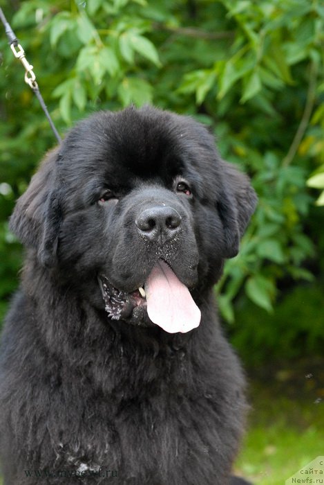 Фото: ньюфаундленд Sent Djons Zaferano (Сент Джонс Заферано)