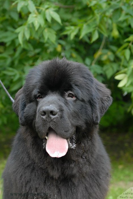 Фото: ньюфаундленд Sent Djons Zaferano (Сент Джонс Заферано)