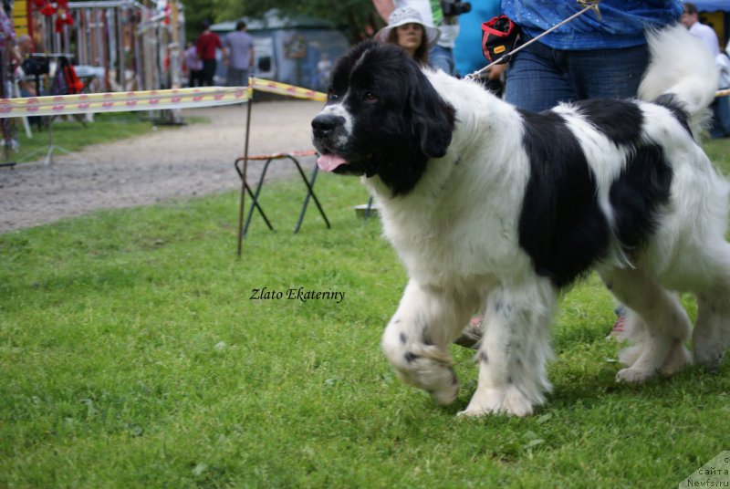 Фото: ньюфаундленд Sent Djons Valentine’s Day (Сент Джонс Валентине'с Дей)