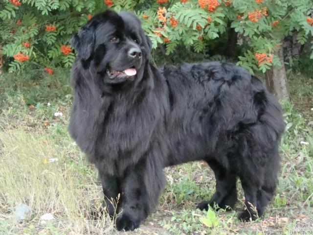 Фото: ньюфаундленд CHilita iz Zolotogo Treugol'nika (Чилита из Золотого Треугольника)