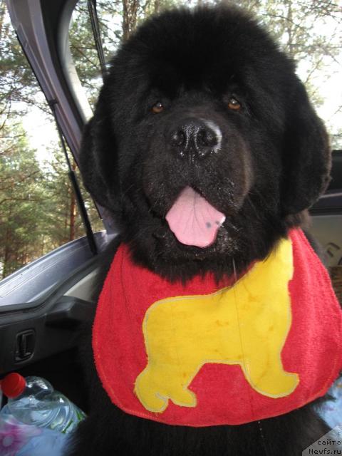 Фото: ньюфаундленд Dans Memori F'yudjan Rif (Данс Мемори Фьюджан Риф)