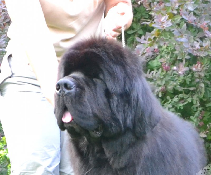 Фото: ньюфаундленд Likefather Like Son Midnight Bear