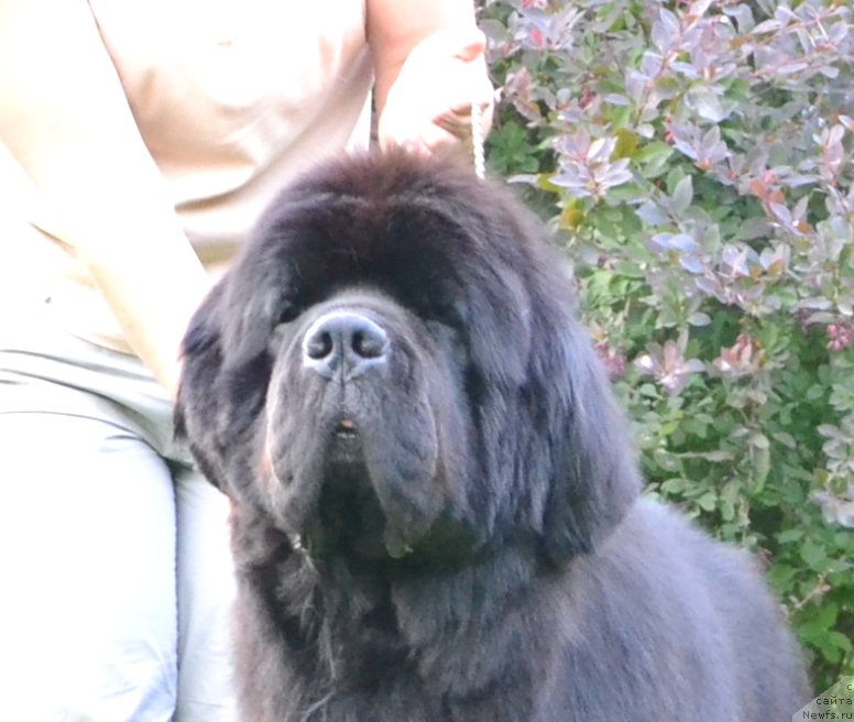 Фото: ньюфаундленд Likefather Like Son Midnight Bear