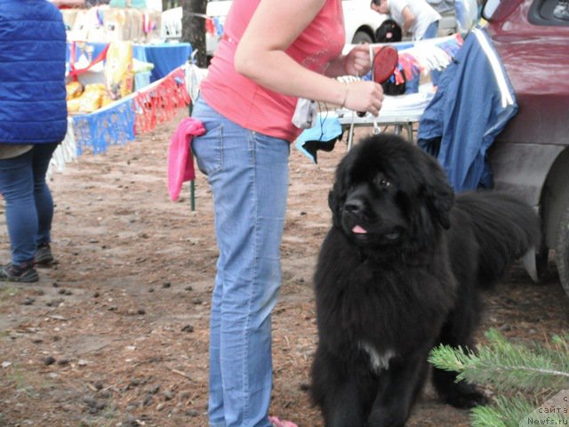 Фото: ньюфаундленд Akvatoriya Kelvin CHernaya Feeriya (Акватория Келвин Черная Феерия)
