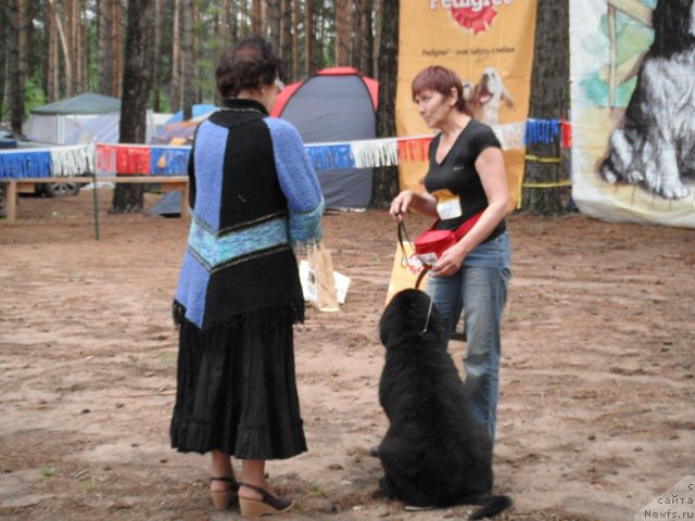 Фото: ньюфаундленд Blyek Diamond Agidel' ot Potapa CHarliza (Блэк Диамонд Агидель от Потапа Чарлиза)