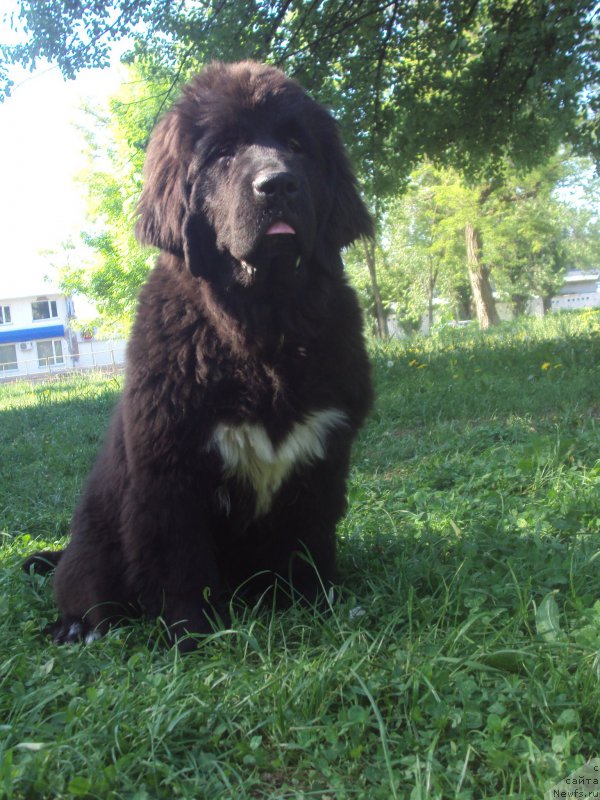 Фото: ньюфаундленд Big Sky Bear Biancaneve