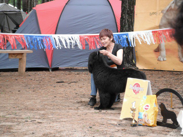Фото: ньюфаундленд Blyek Diamond Agidel' ot Potapa CHarliza (Блэк Диамонд Агидель от Потапа Чарлиза)