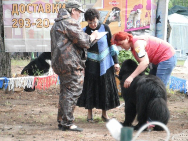 Фото: ньюфаундленд Akvatoriya Kelvin CHernaya Feeriya (Акватория Келвин Черная Феерия)