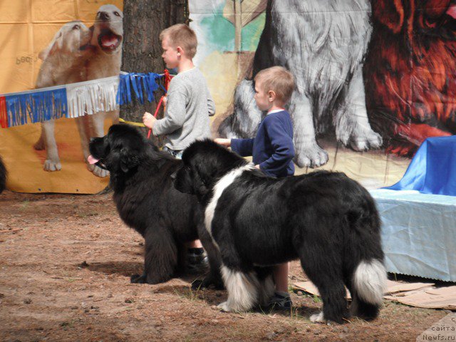 Фото: ньюфаундленд Akvatoriya Kelvin CHernaya Feeriya (Акватория Келвин Черная Феерия), ньюфаундленд Sent Djons Glamour Lady (Сент Джонс Гламур Леди)