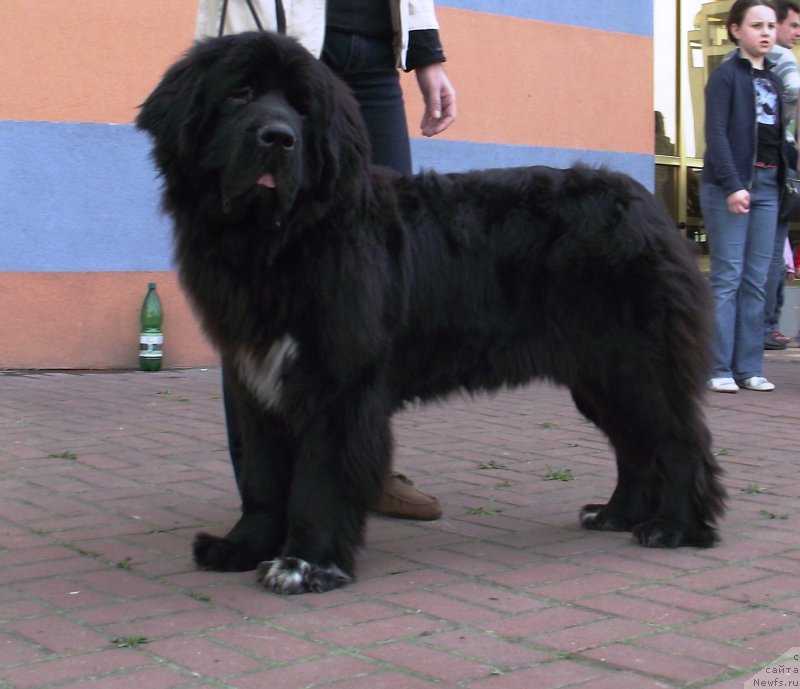 Фото: ньюфаундленд Big Sky Bear Biancaneve