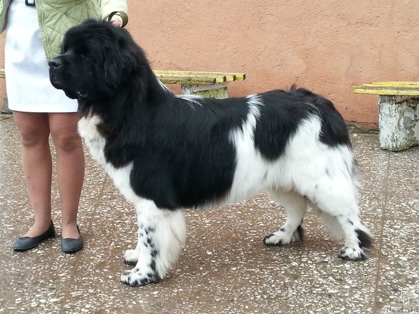 Фото: ньюфаундленд Plushevaya Panda Ferrero Rond Noir (Плюшевая Панда Ферреро Ронд Нуар)