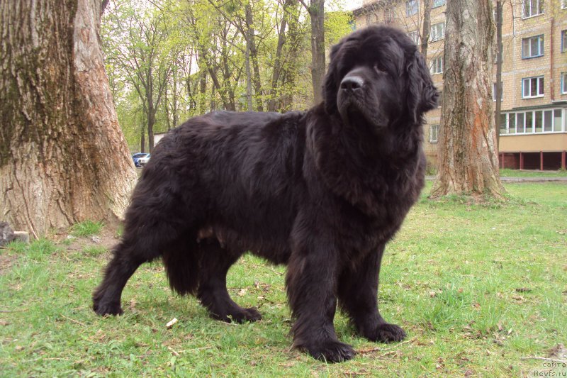 Фото: ньюфаундленд Chereshenka Bolshoj Malysh (Черешенка Большой Малыш)