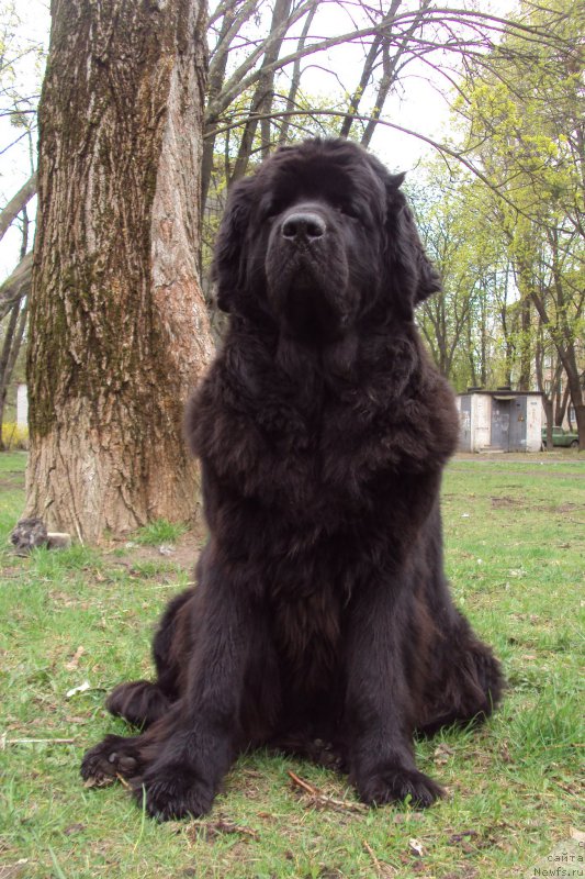 Фото: ньюфаундленд Chereshenka Bolshoj Malysh (Черешенка Большой Малыш)