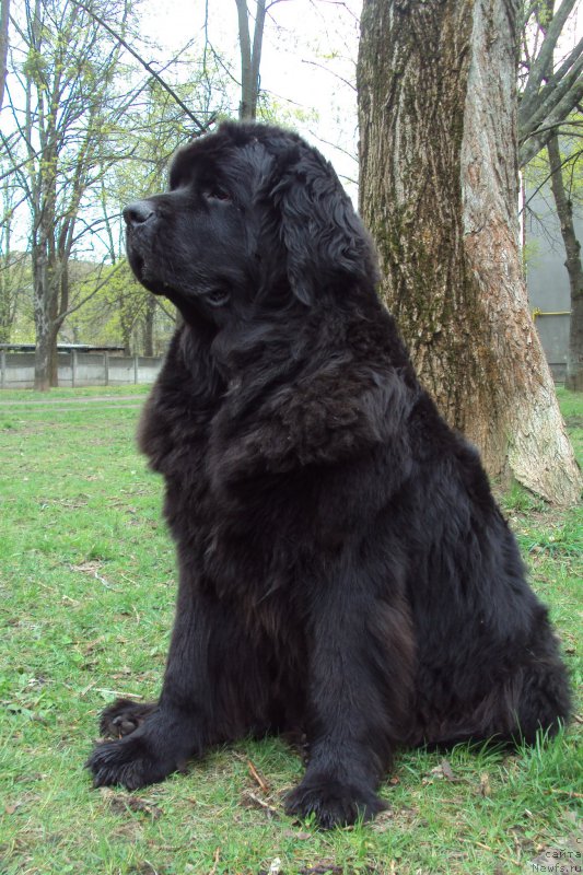 Фото: ньюфаундленд Chereshenka Bolshoj Malysh (Черешенка Большой Малыш)
