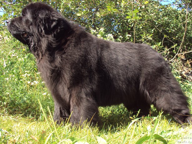 Фото: ньюфаундленд Miranda (Миранда)