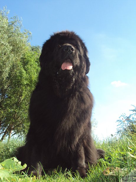 Фото: ньюфаундленд Miranda (Миранда)