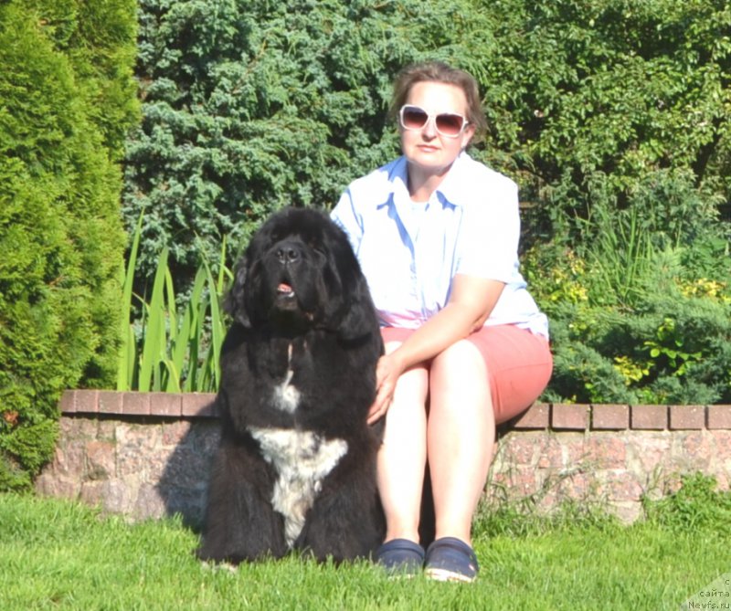 Фото: ньюфаундленд Midnight Lady's Undisputed Sweetheart