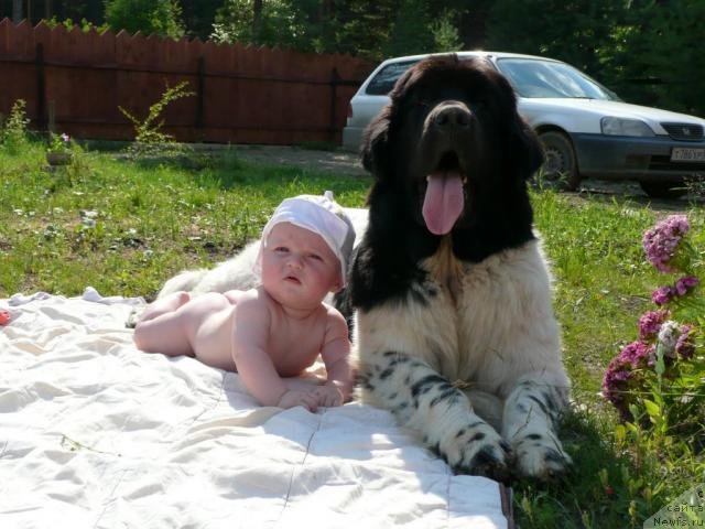 Фото: ньюфаундленд Plyushevaya Panda La Bella (Плюшевая Панда Ла Белла)