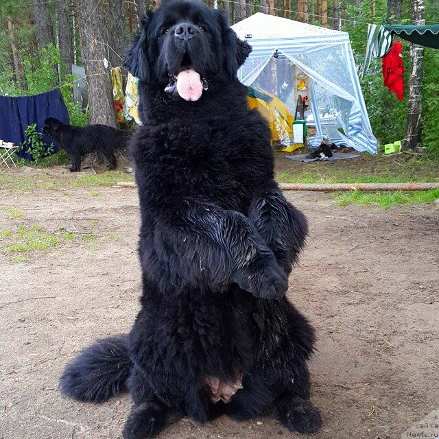 Фото: ньюфаундленд Ih Vyisochestvo Vladlena Madjiks (Их Высочество Владлена Маджикс)