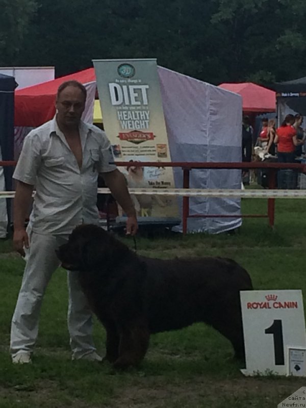 Фото: ньюфаундленд Ocharovashka s Berega Dona (Очаровашка с Берега Дона)