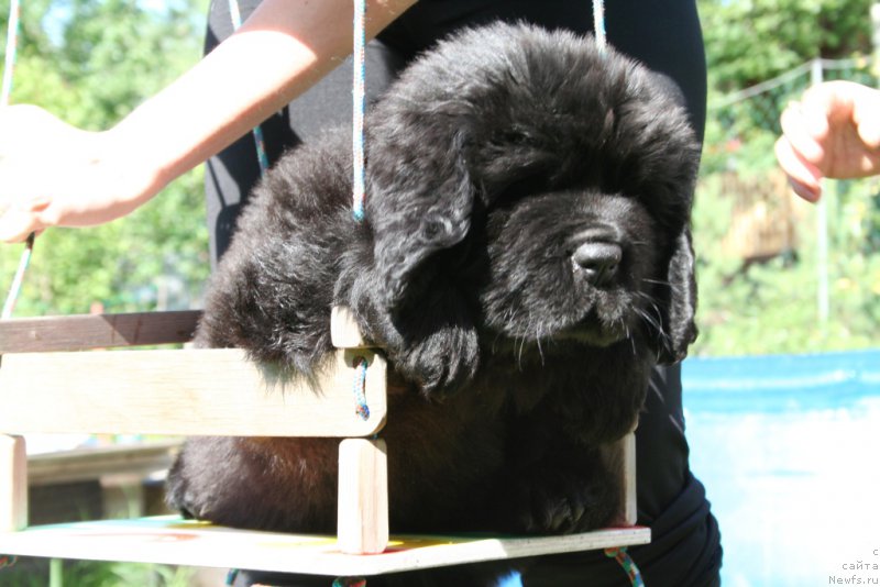 Фото: ньюфаундленд Chernaya Mafia Short and Sweet (Черная Мафия Шорт анд Свеет)