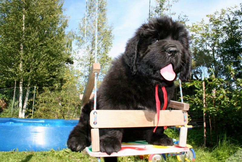 Фото: ньюфаундленд Chernaya Mafia Short and Sweet (Черная Мафия Шорт анд Свеет)