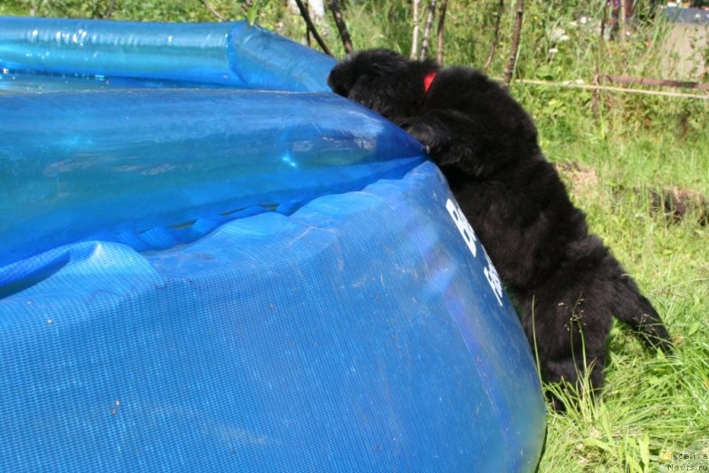 Фото: ньюфаундленд Chernaya Mafia Short and Sweet (Черная Мафия Шорт анд Свеет)