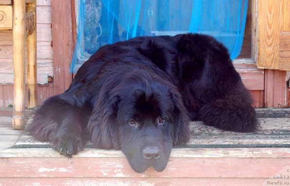 Фото: ньюфаундленд Sent Djons Orfey (Сент Джонс Орфей)