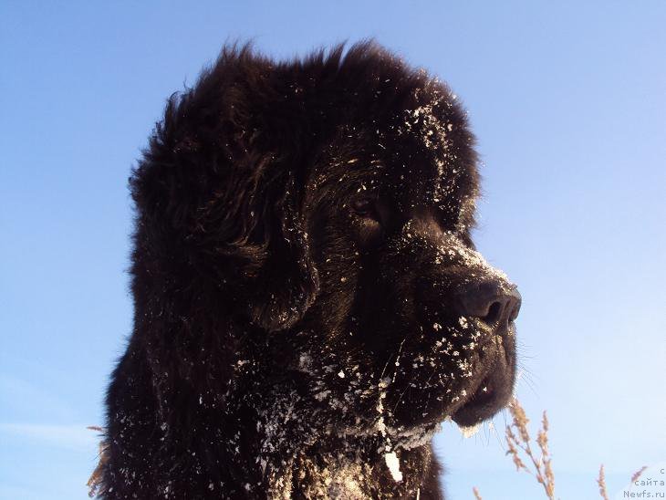 Фото: ньюфаундленд Unusual Friend Nuo Ozo Kalvu