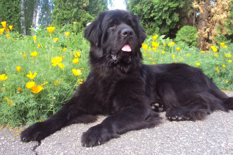 Фото: ньюфаундленд Big Sky Bear Brezza Di Mare