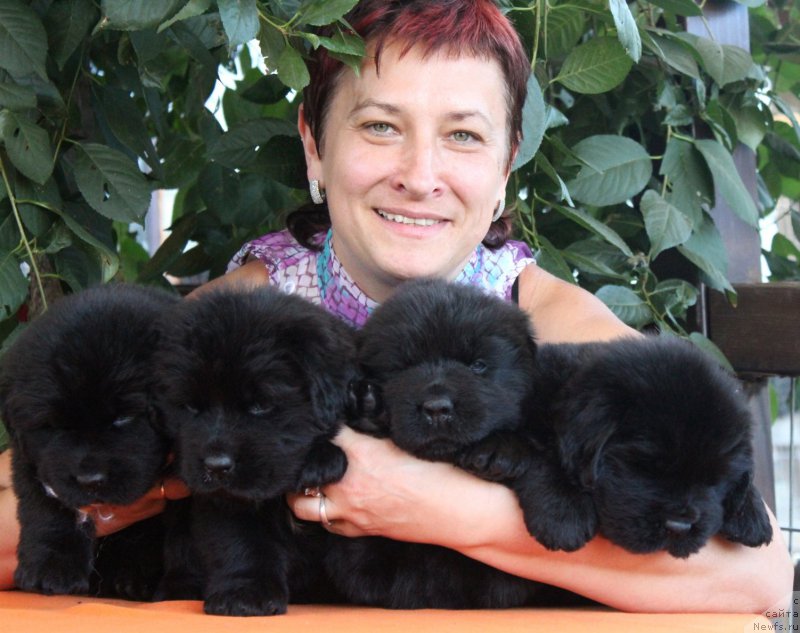 Фото: Elena Medvedeva (Елена Медведева), ньюфаундленд Akvatoriya Kelvin YAvnoe CHudo (Акватория Келвин Явное Чудо), ньюфаундленд Aquatoriya Kelvin Yauza (Акватория Келвин Яуза), ньюфаундленд Akvatoriya Kelvin YAroslavna (Акватория Келвин Ярославна), ньюфаундленд Akvatoriya Kelvin YArmarka (Акватория Келвин Ярмарка)