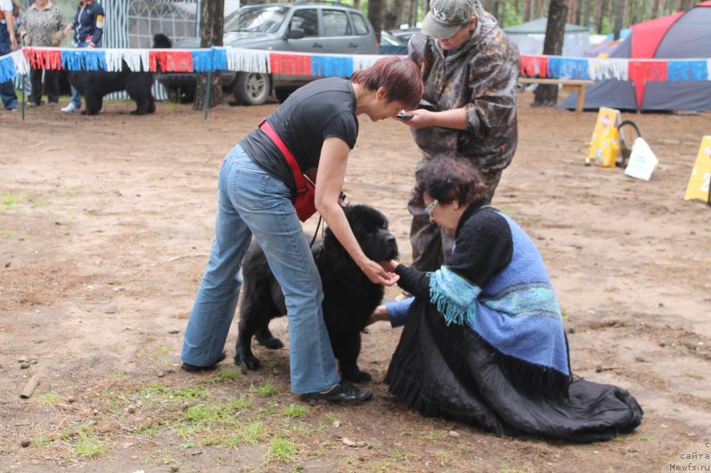 Фото: ньюфаундленд Blyek Diamond Agidel' ot Potapa CHarliza (Блэк Диамонд Агидель от Потапа Чарлиза), Alevtina Batyan (Алевтина Батян)