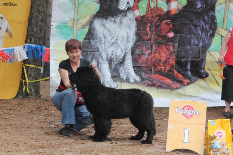 Фото: ньюфаундленд Blyek Diamond Agidel' ot Potapa CHarliza (Блэк Диамонд Агидель от Потапа Чарлиза), Alevtina Batyan (Алевтина Батян)