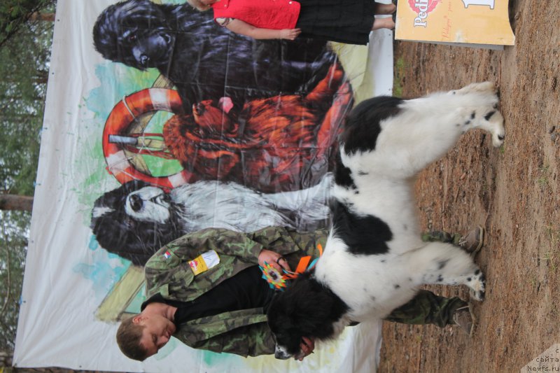 Фото: ньюфаундленд Plushevaya Panda Evian (Плюшевая Панда Эвиан)