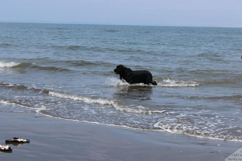 Фото: ньюфаундленд Chernaya Mafia Matter of Time (Черная Мафия Маттер оф Тиме)