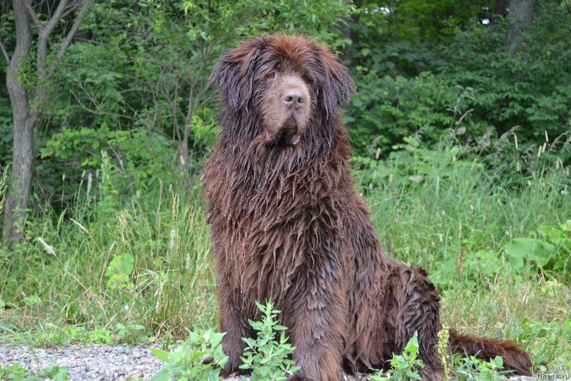 Фото: ньюфаундленд Arkadiya Vivat Arbona (Аркадия Виват Арбона)