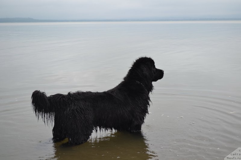 Фото: ньюфаундленд Talisman Morya Magiya Voln (Талисман Моря Магия Волн)