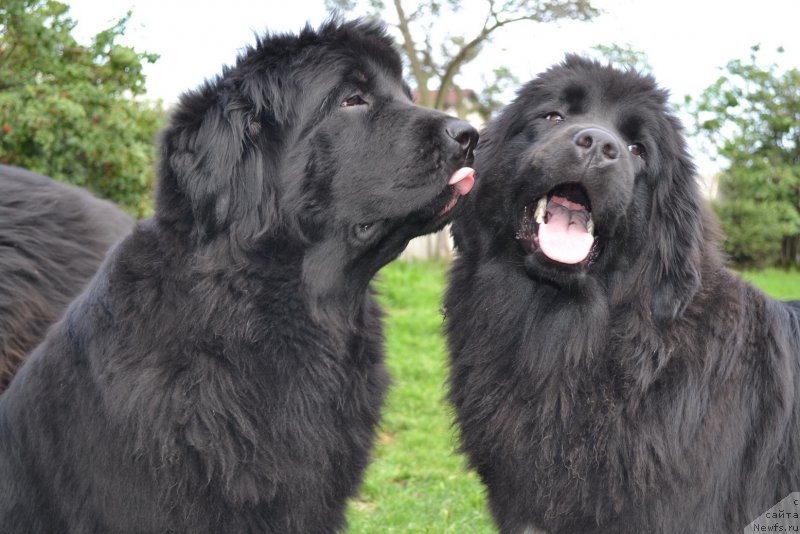 Фото: ньюфаундленд I'm Little Princess Midnight Bear, ньюфаундленд Talisman Morya Mishel' (Талисман Моря Мишель)