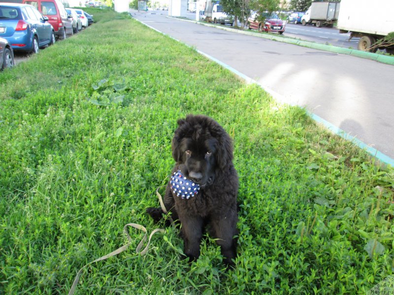 Фото: ньюфаундленд YAshma Zolotaya Princessa (Яшма Золотая Принцесса)