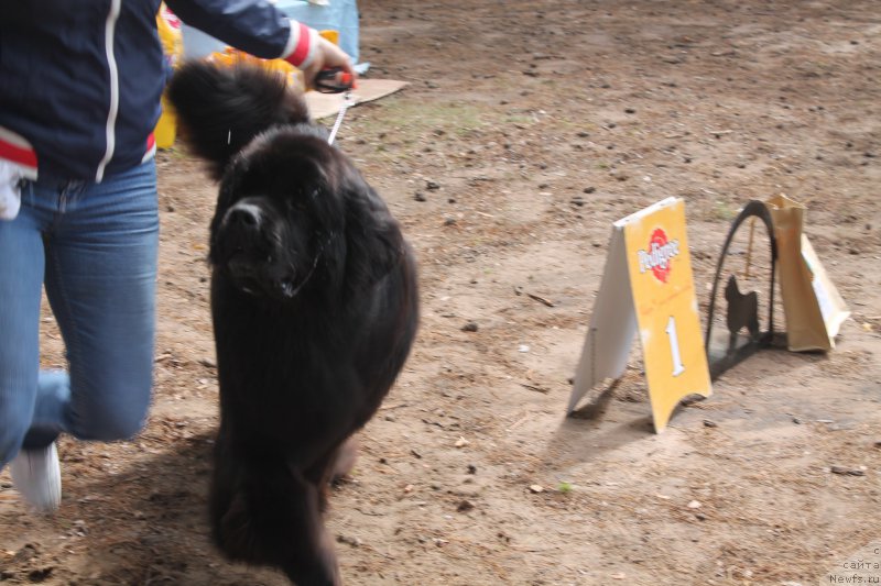 Фото: ньюфаундленд Aquatoriya Kelvin Nobel (Акватория Келвин Нобель)