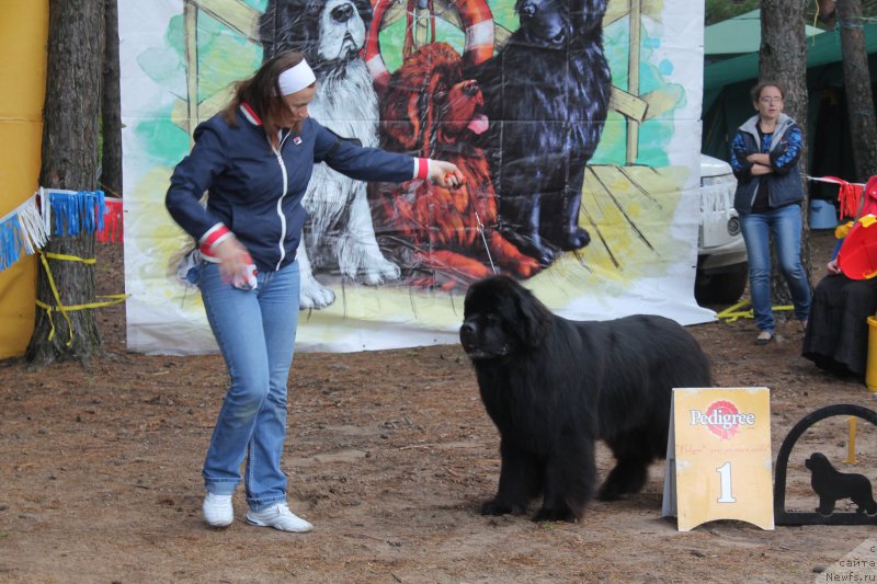 Фото: ньюфаундленд Aquatoriya Kelvin Nobel (Акватория Келвин Нобель)