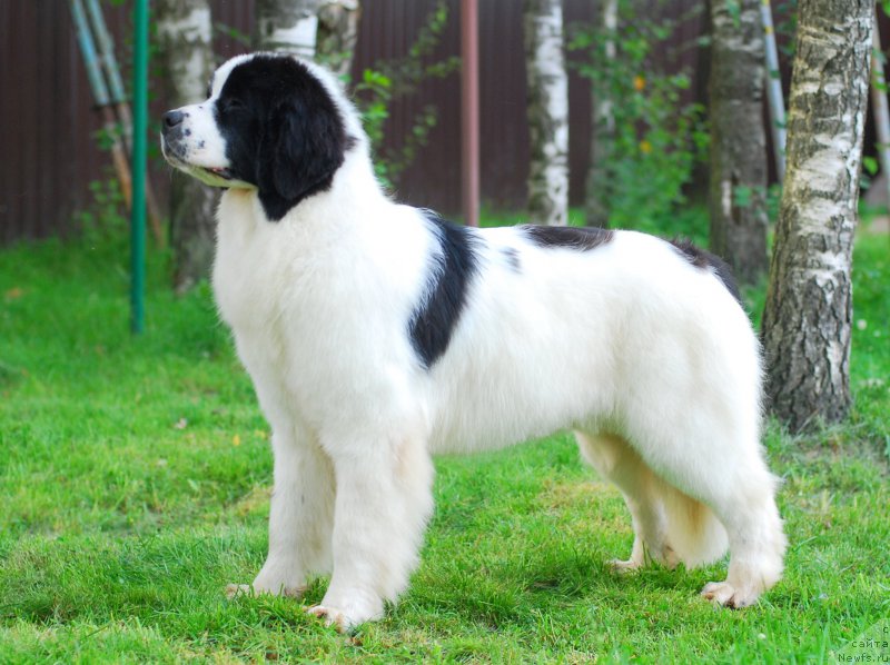 Фотография № 158891