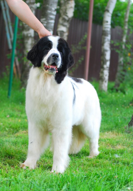 Фотография № 158892