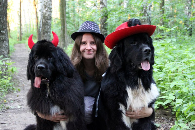 Фото: ньюфаундленд Starbimovlav Gardemarin (Старбимовлав Гардемарин), Кити, Alla Tuzkova (Алла Тузкова)