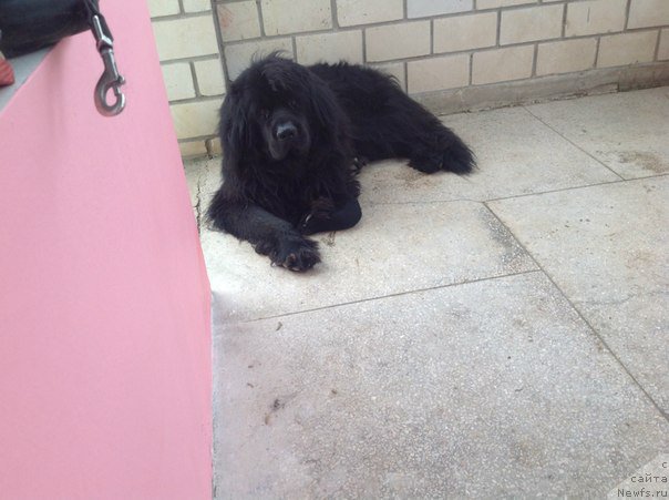 Фото: ньюфаундленд Sirius Blyek Vyey (Сириус Блэк Вэй)