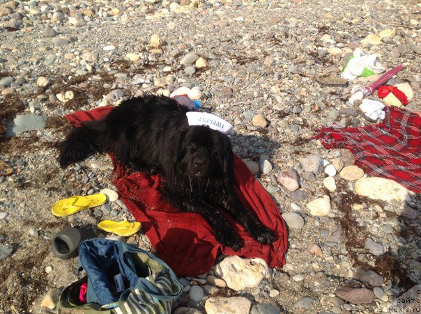 Фото: ньюфаундленд Sirius Blyek Vyey (Сириус Блэк Вэй)