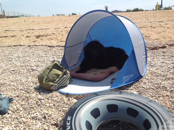 Фото: ньюфаундленд Sirius Blyek Vyey (Сириус Блэк Вэй)